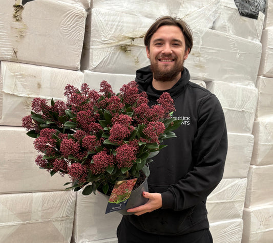 Skimmia japonica Rubella 9cm-10L