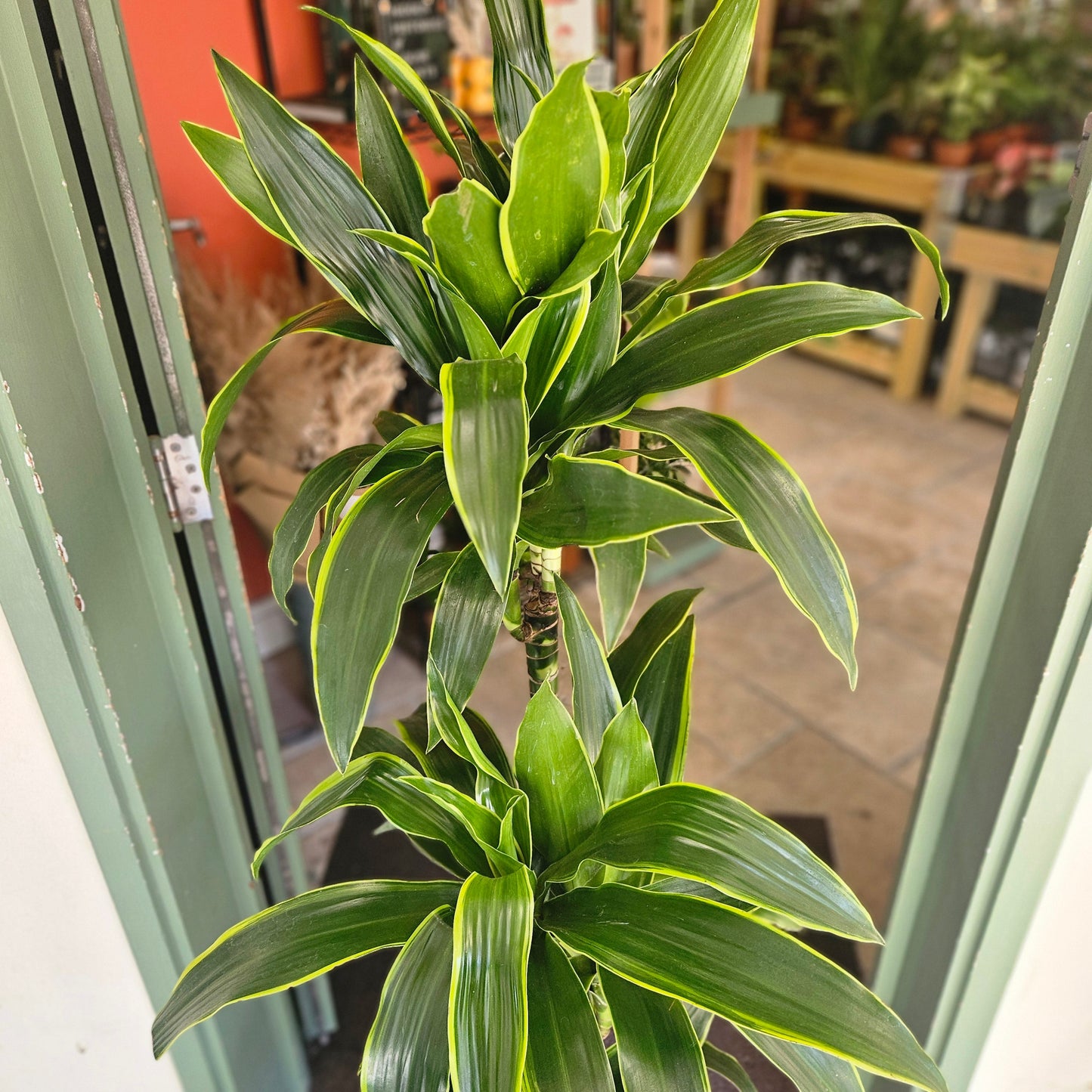Dracaena fragrans Various varieties (Dragon tree)