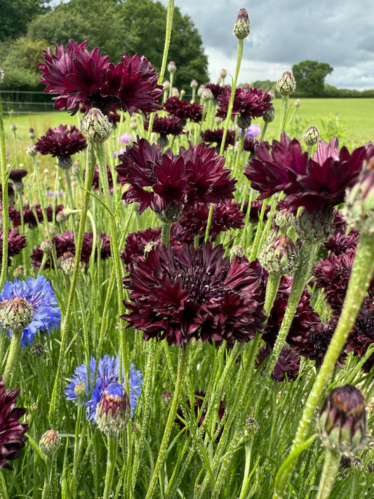 Cornflower Black Ball