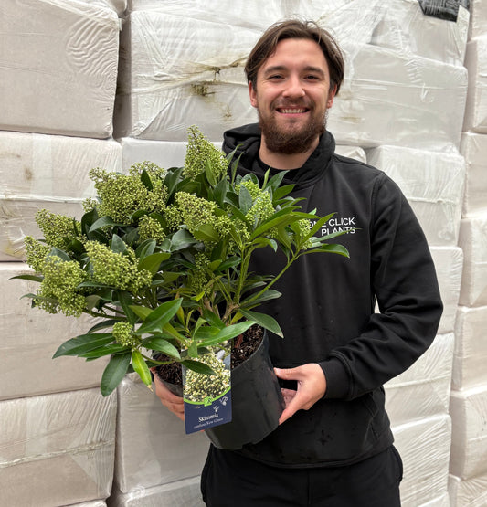 Skimmia × confusa 'Kew Green' 2L / 5L