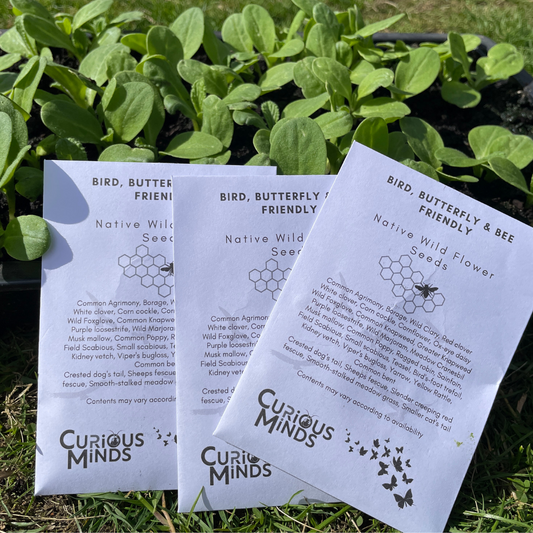 Pack of Bee Friendly Wild Flower Seeds
