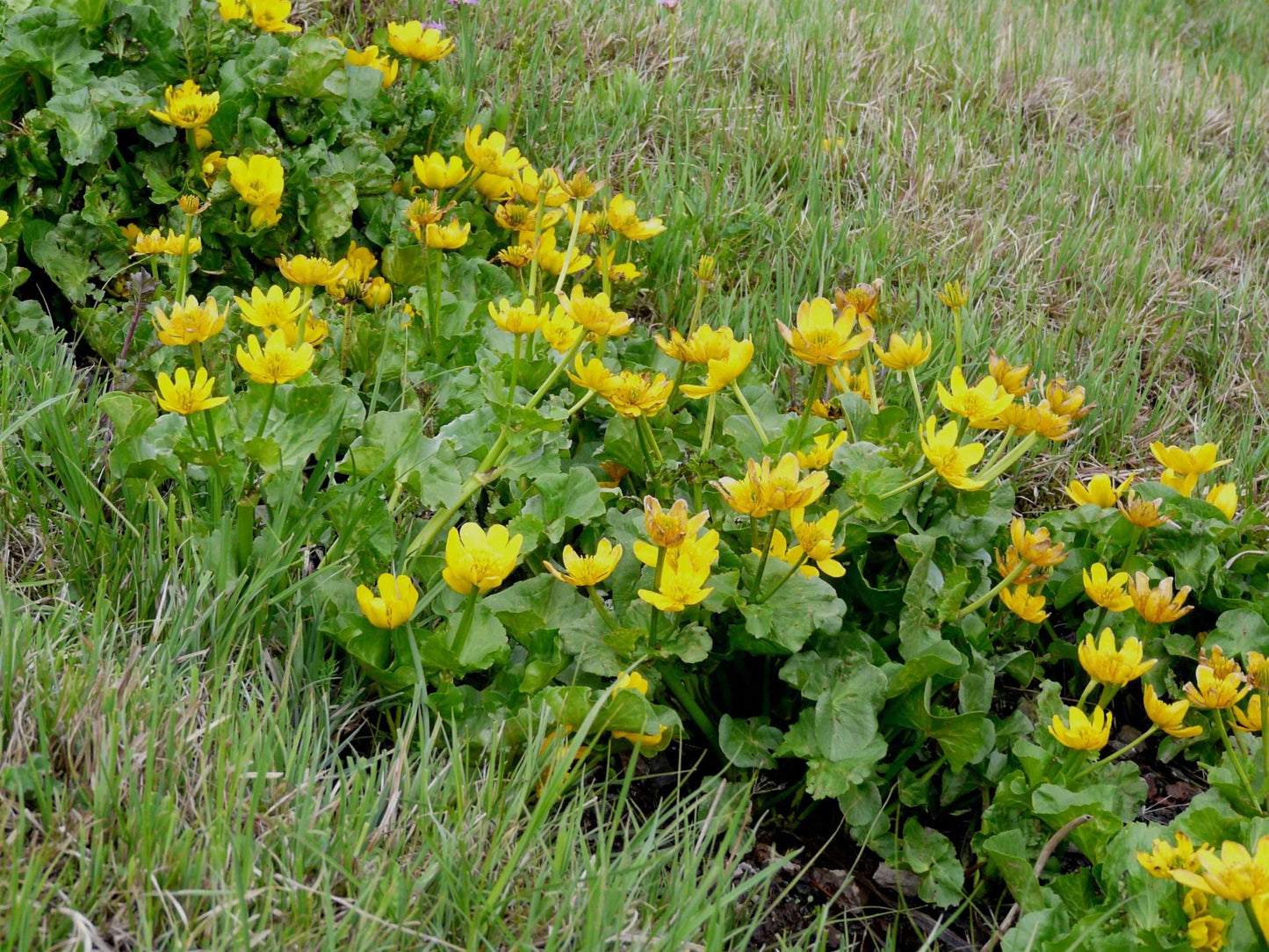 Caltha palustris polypetala (Giant king cup) - Marginal Pond Plants - MP018