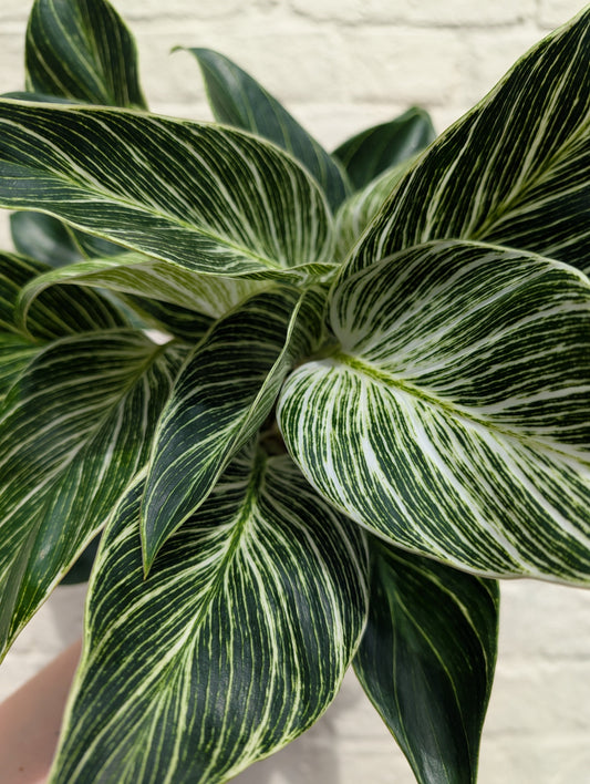 Philodendron birkin 'White veins'
