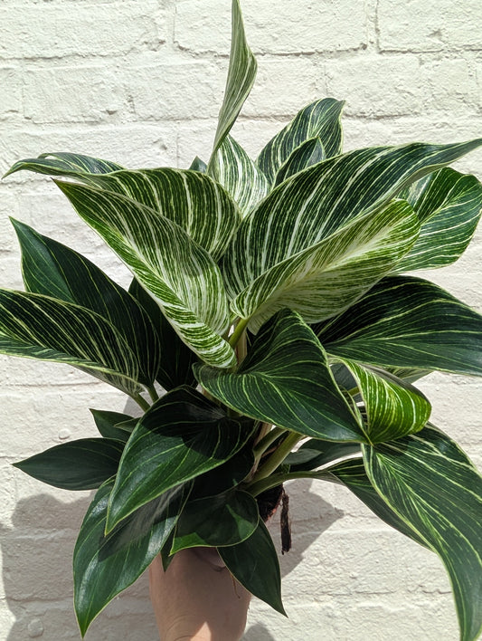 Philodendron birkin 'White veins'