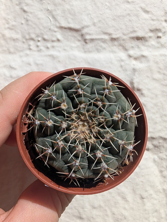 Gymnocalycium quehlianum (Quehla chin cactus)
