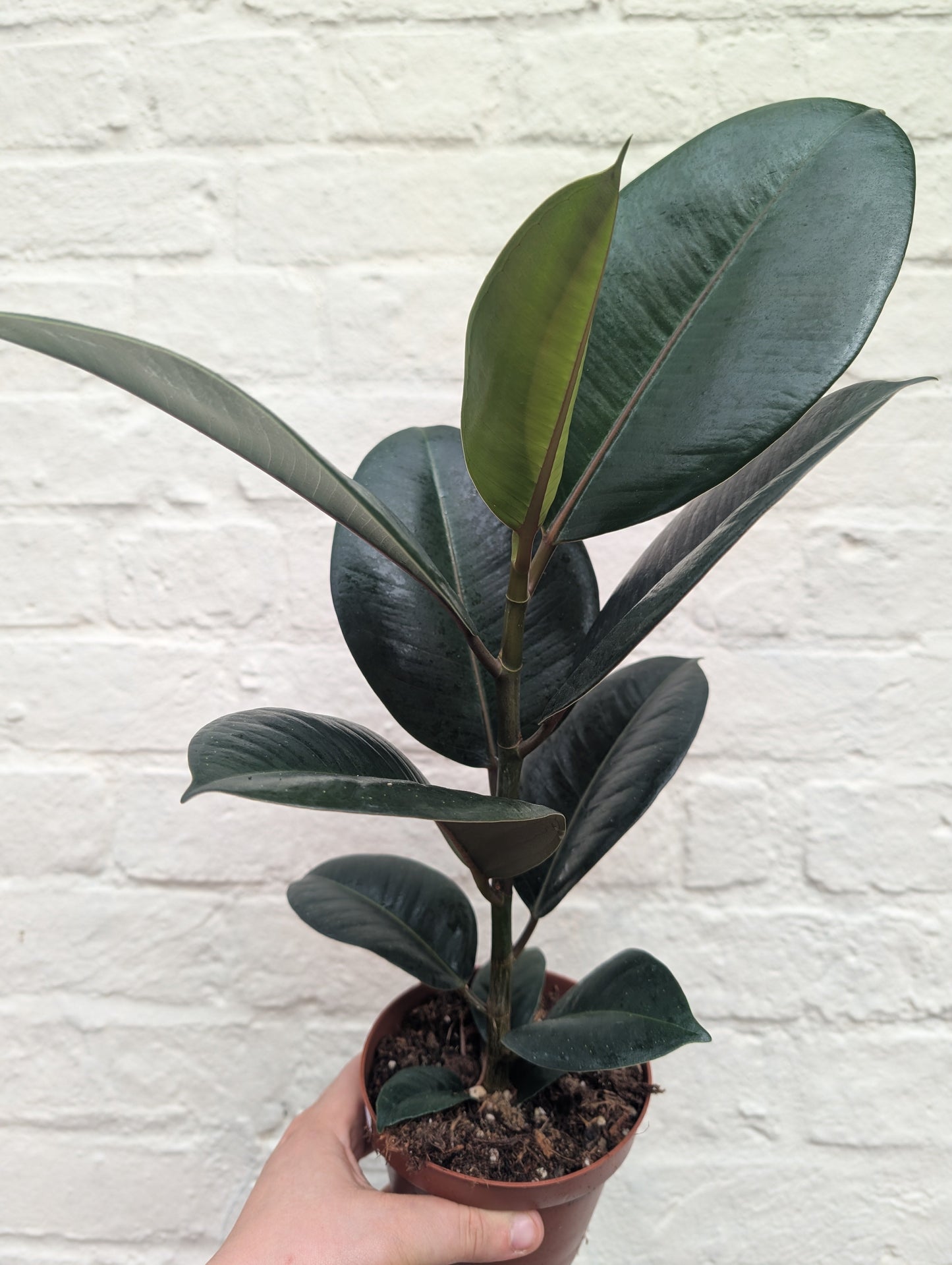 Ficus elastica (Rubber Plant) -6 varieties available