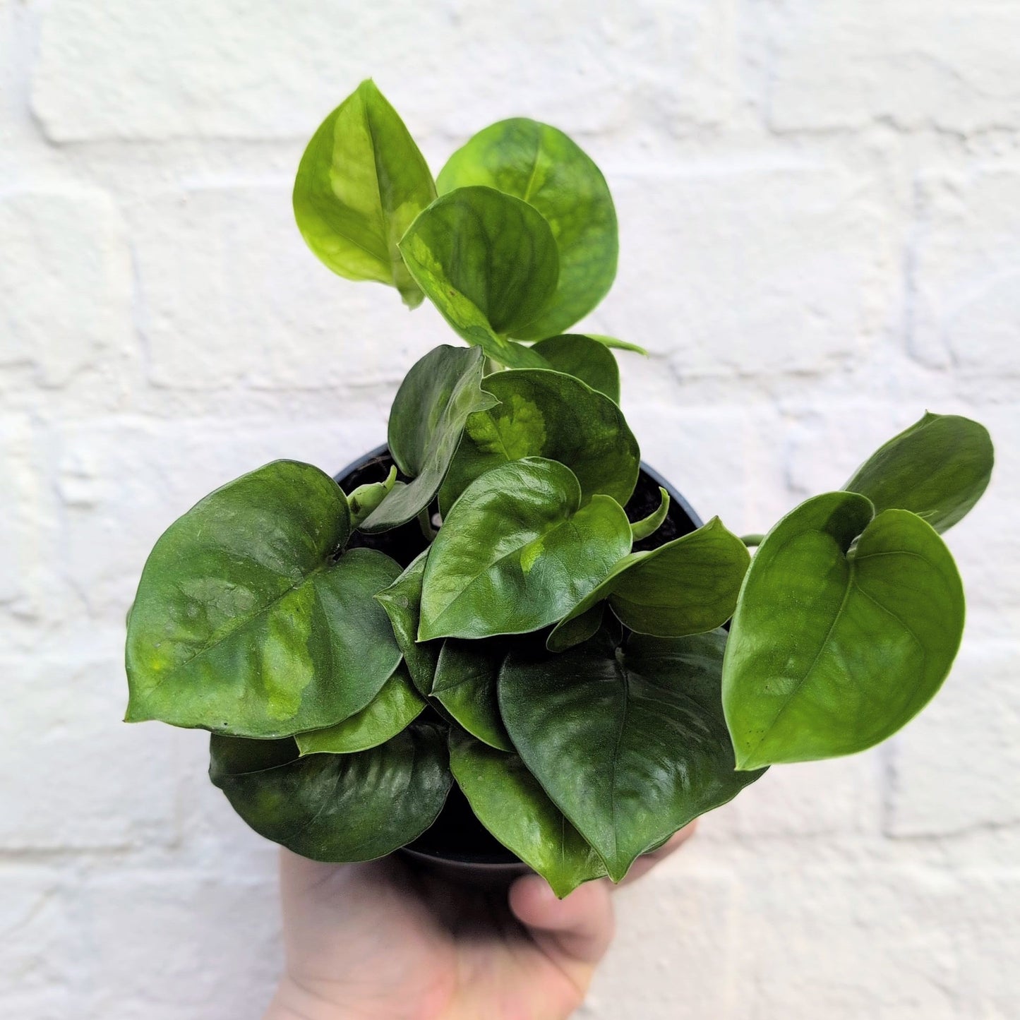 Epipremnum pinnatum 'Global Green' (Devils Ivy)