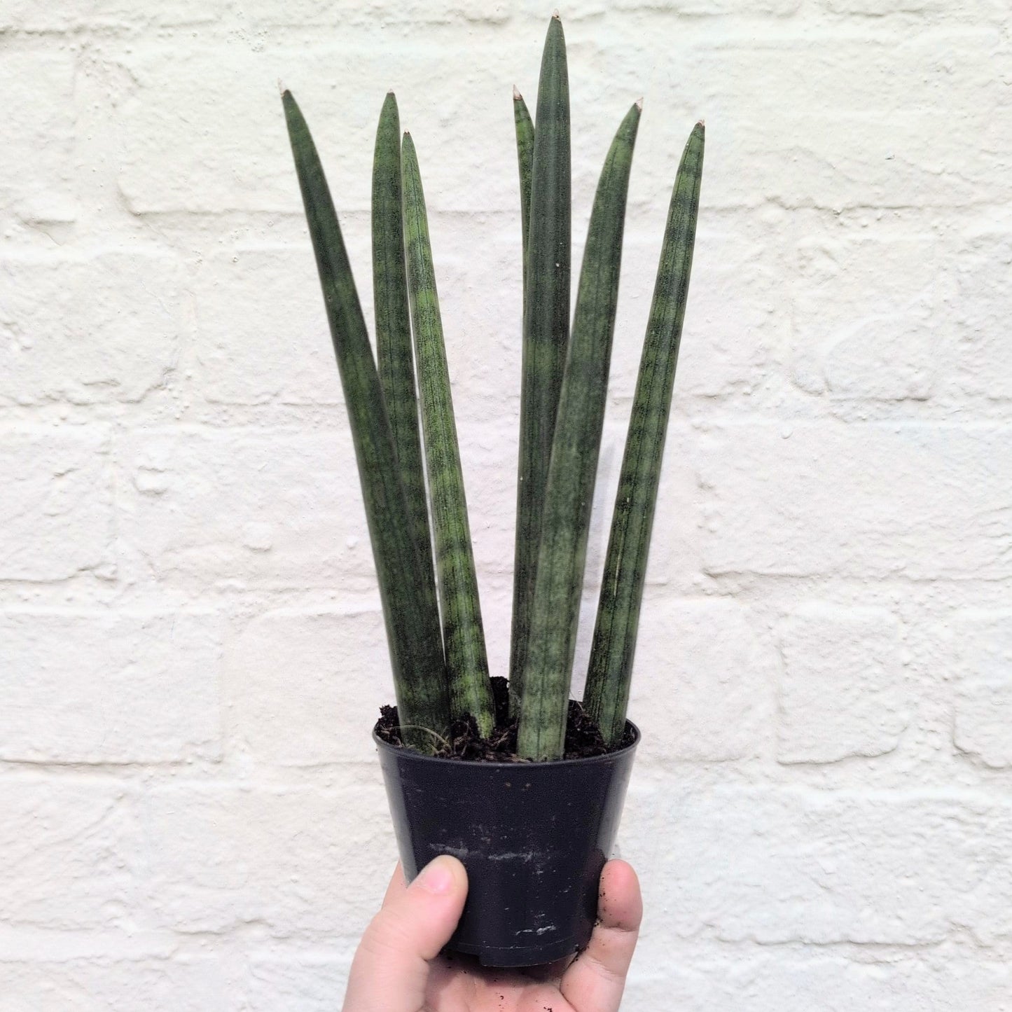 Sansevieria bacularis 'Mikado' (Snake Plant)
