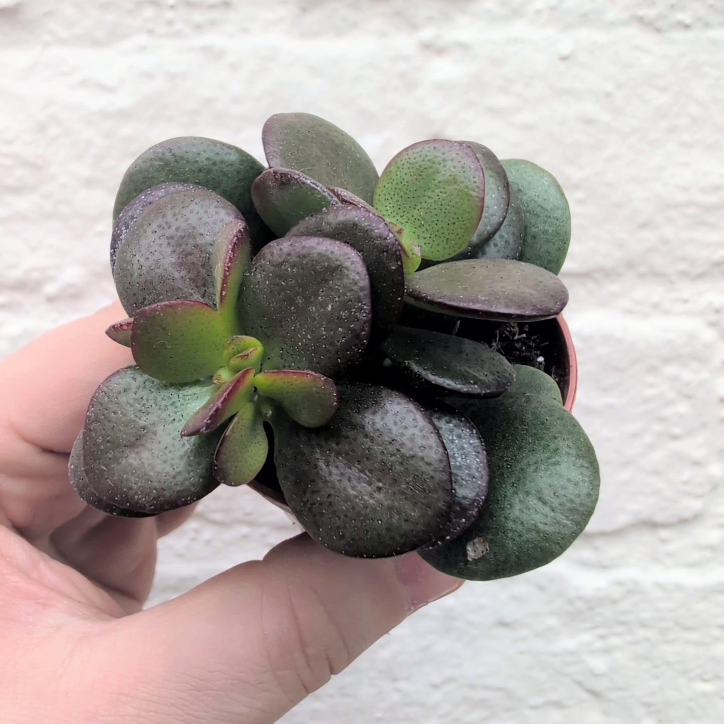 Crassula ovata 'Minor' (Jade plant/Succulent)