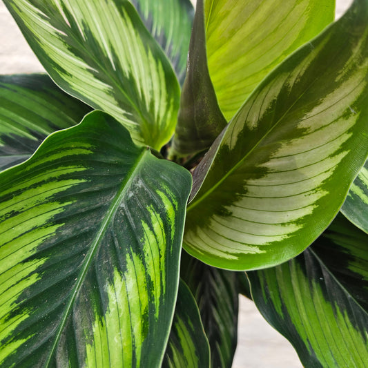 Goeppertia ornata syn. Calathea ornata 'Beauty Star' (Prayer Plant)