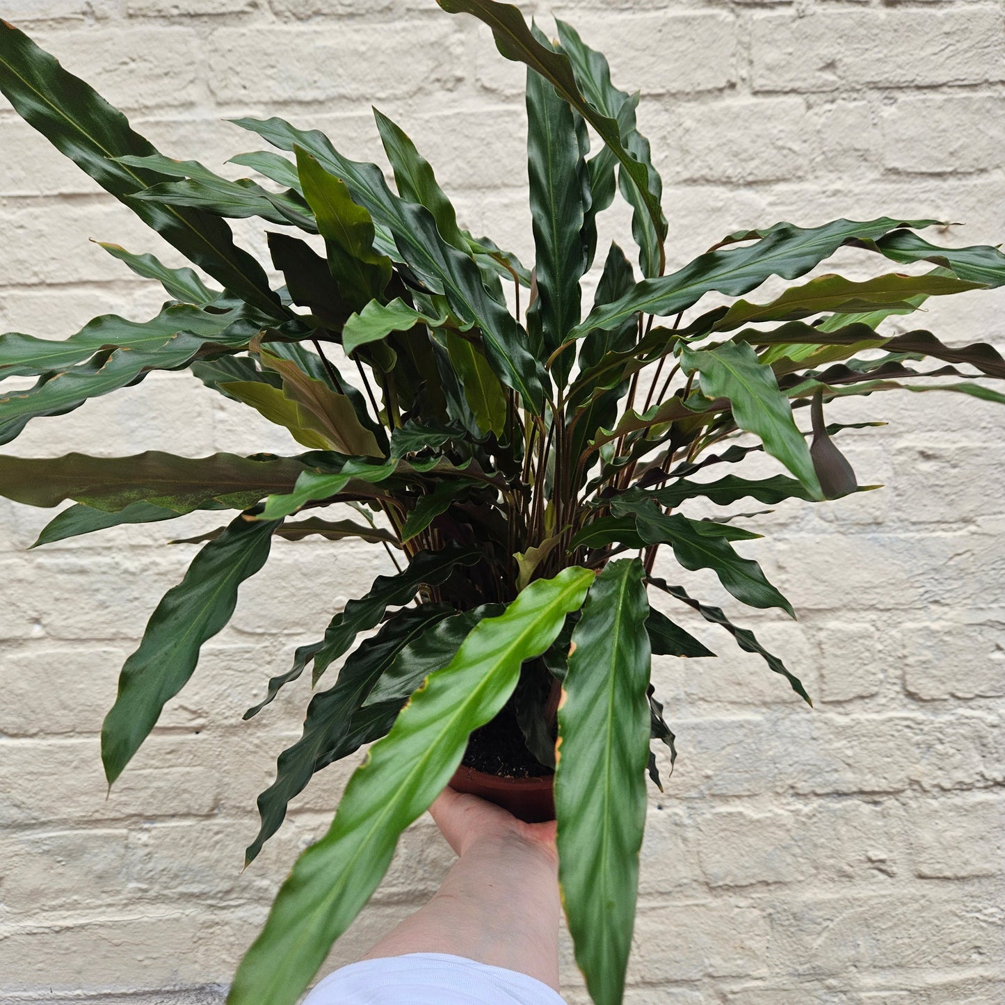 Calathea rufibarba (Velvet Calathea)