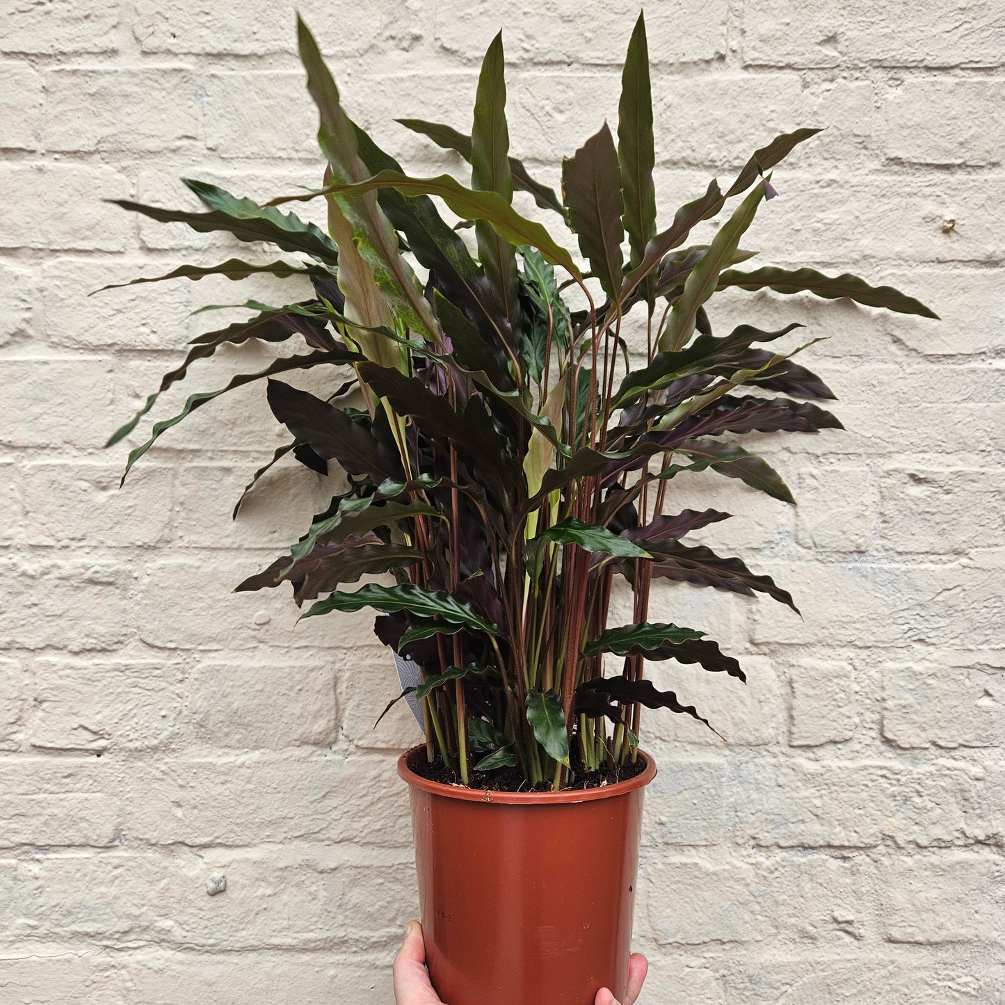 Calathea rufibarba (Velvet Calathea)