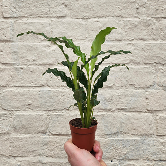 Calathea rufibarba (Velvet Calathea)