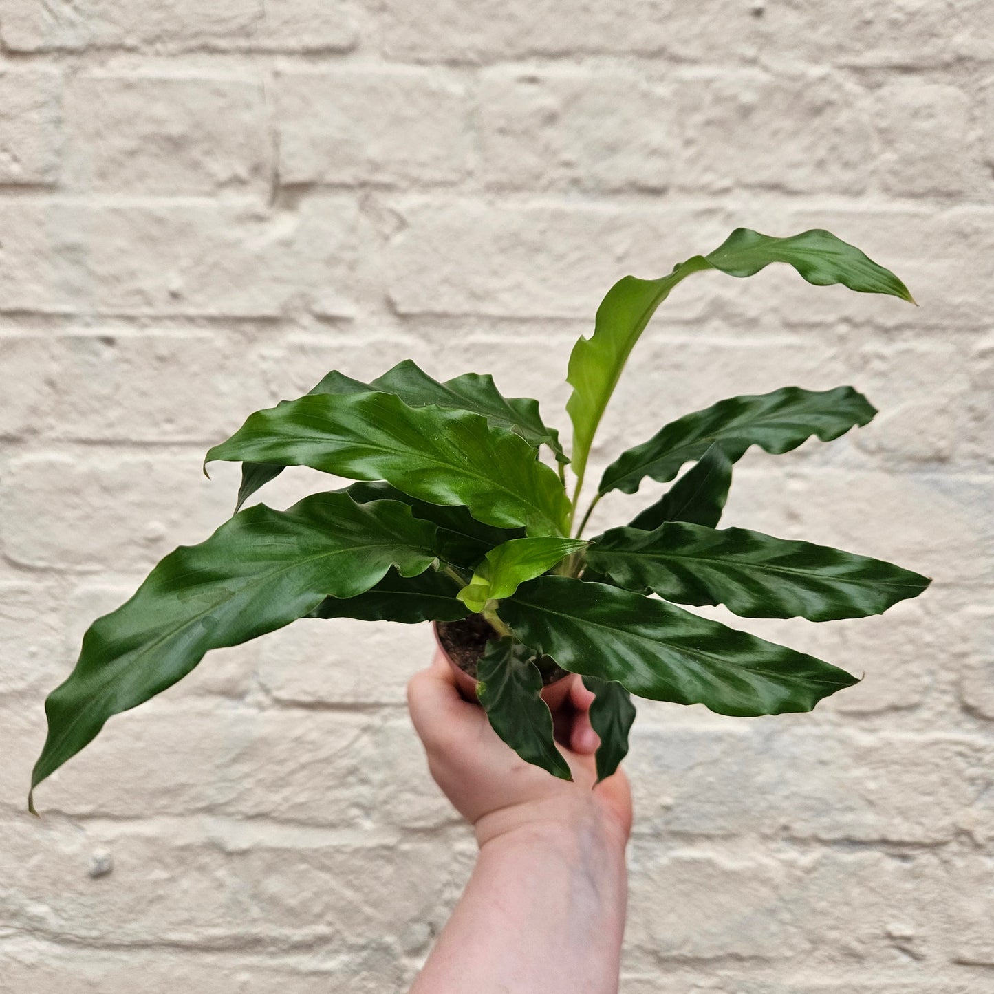 Calathea rufibarba (Velvet Calathea)