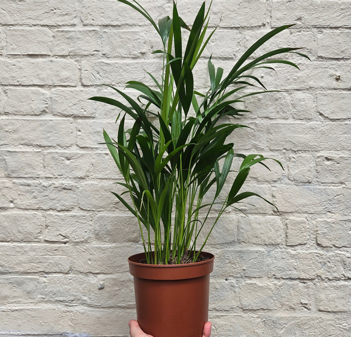 Dypsis lutescens (Areca Palm)