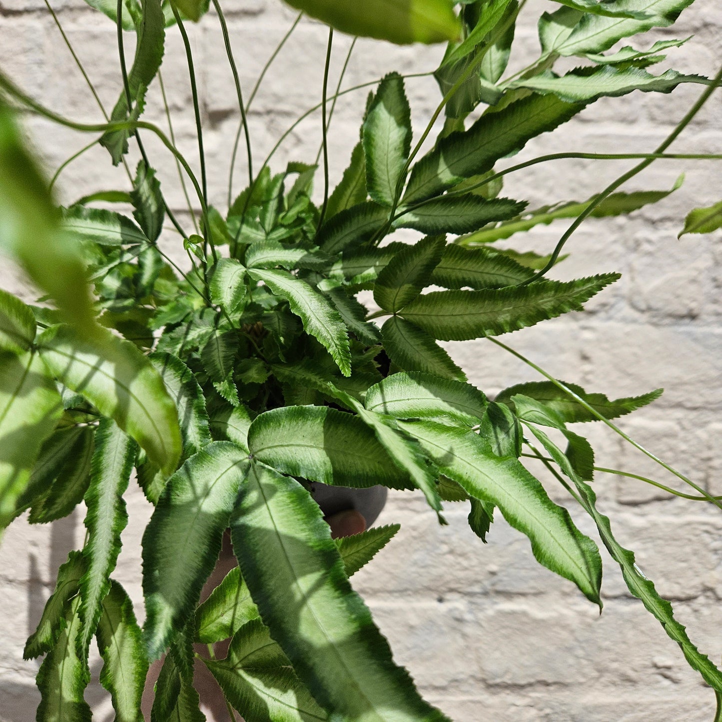 Pteris cretica 'Albolineata' (Cretan Brake Fern)