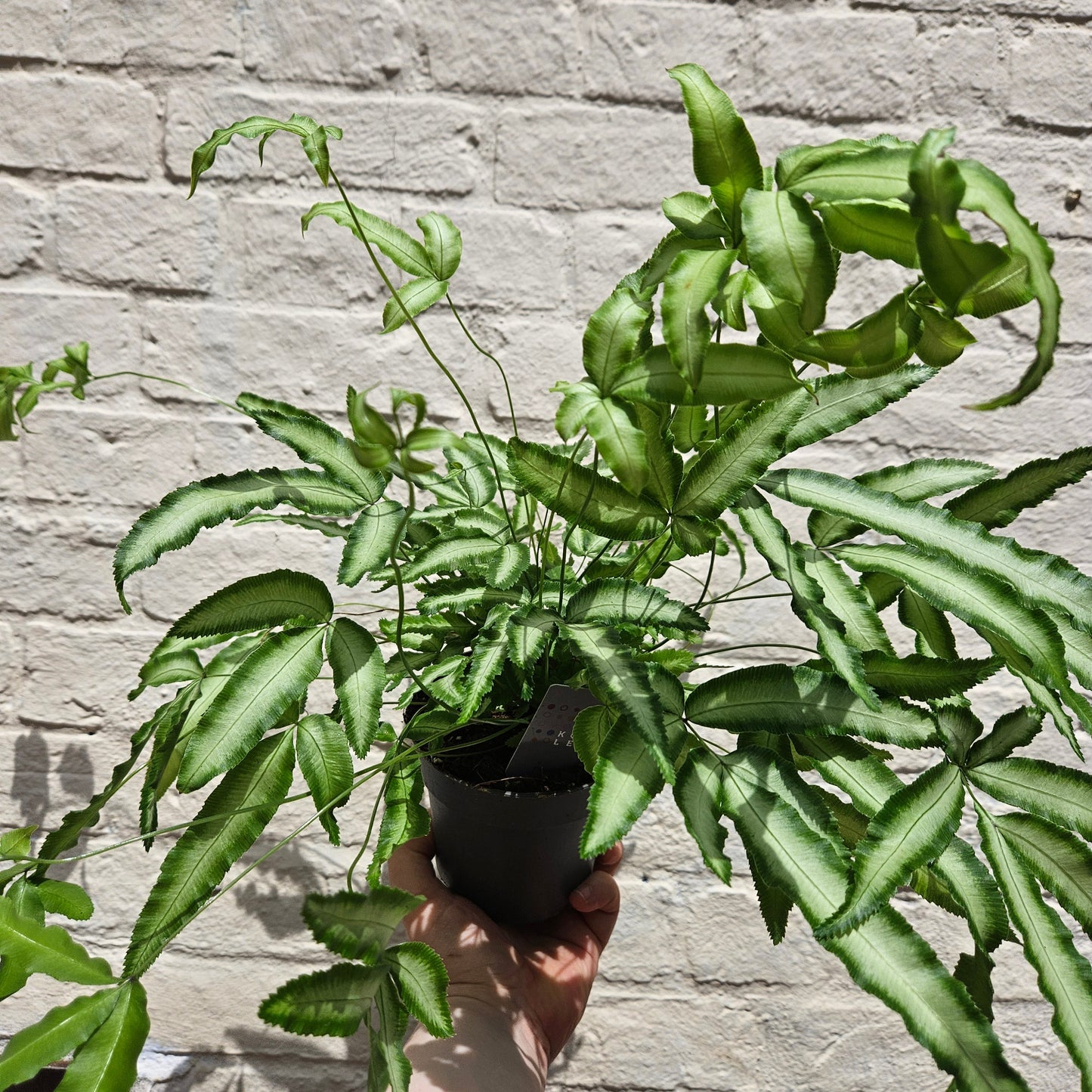 Pteris cretica 'Albolineata' (Cretan Brake Fern)