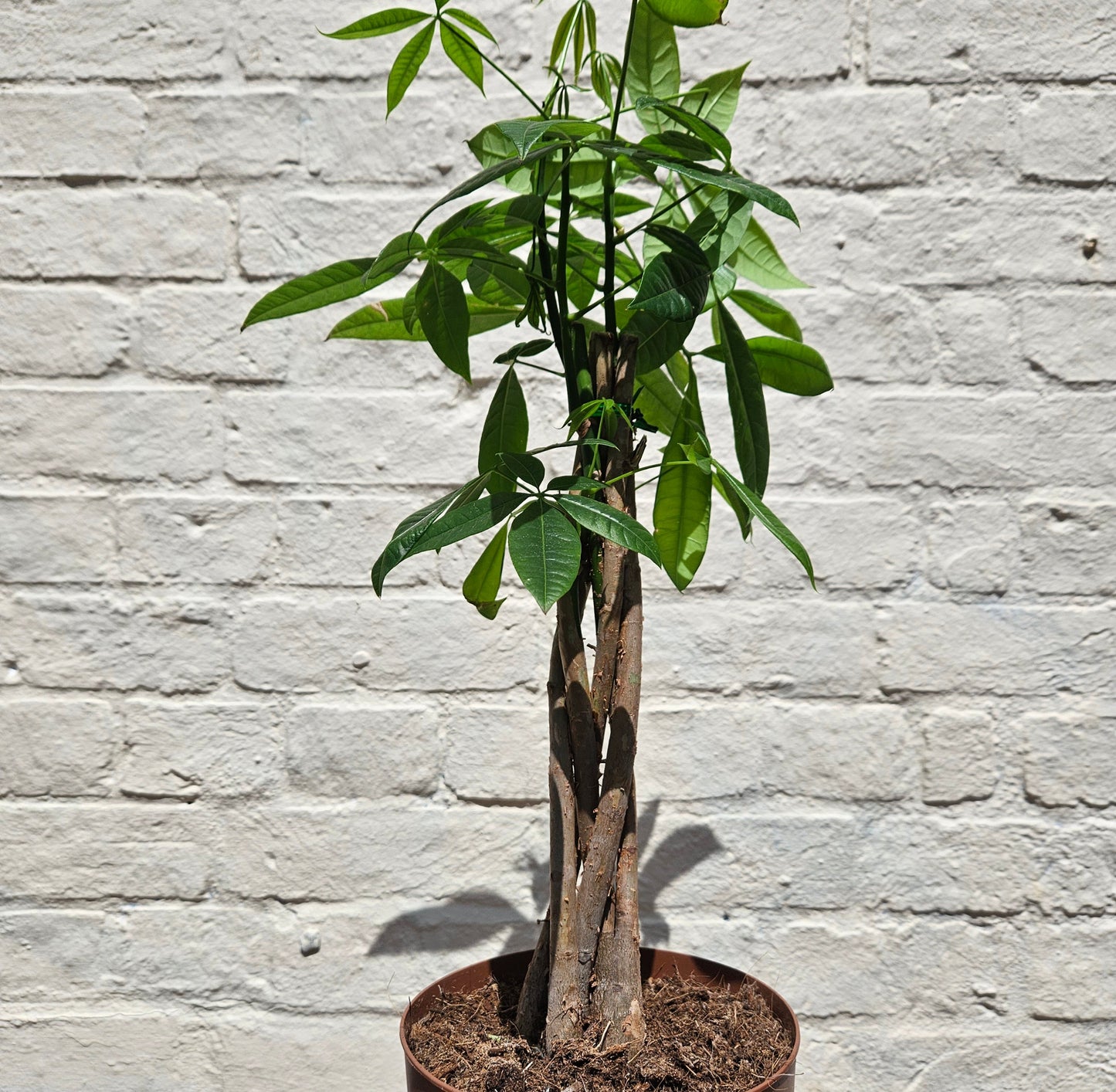 Pachira aquatica (Guiana Chestnut/ Money Tree)