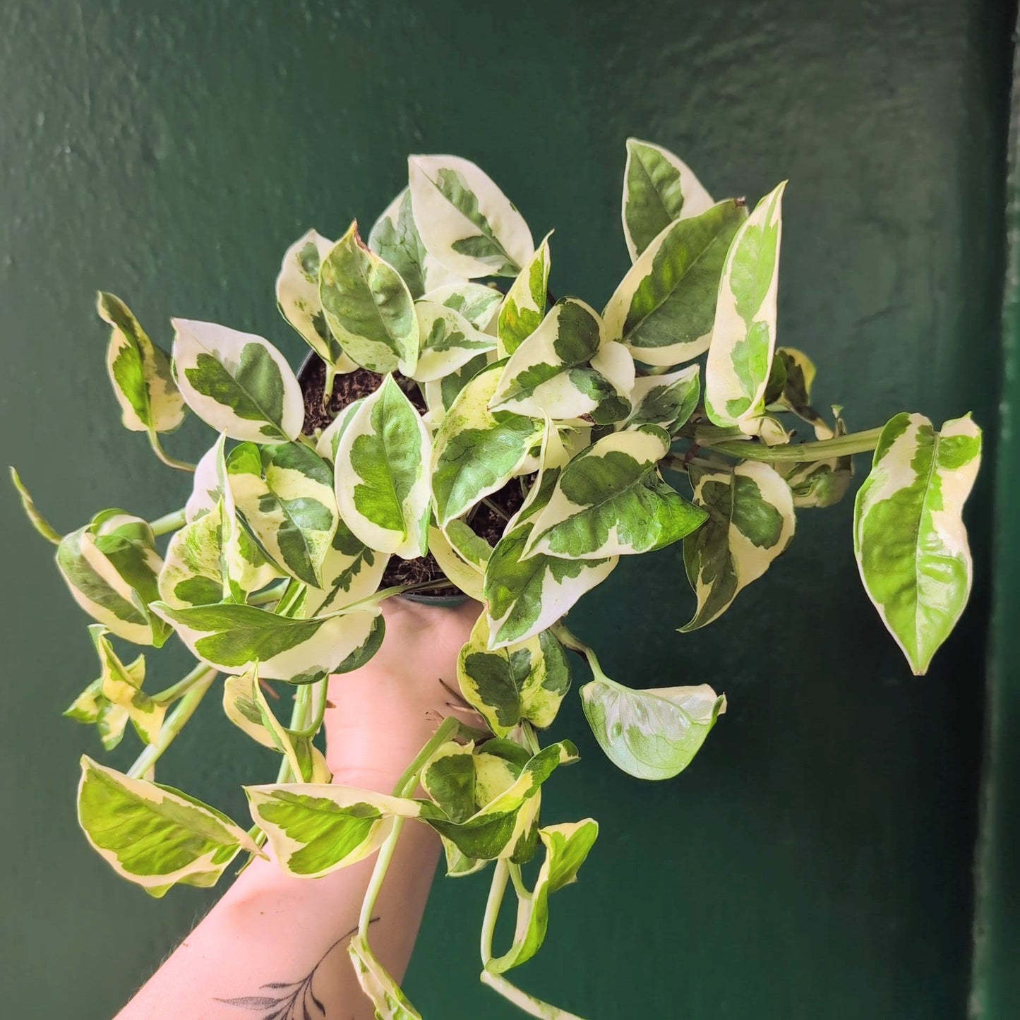 Epipremnum aureum 'N joy' (Pothos)