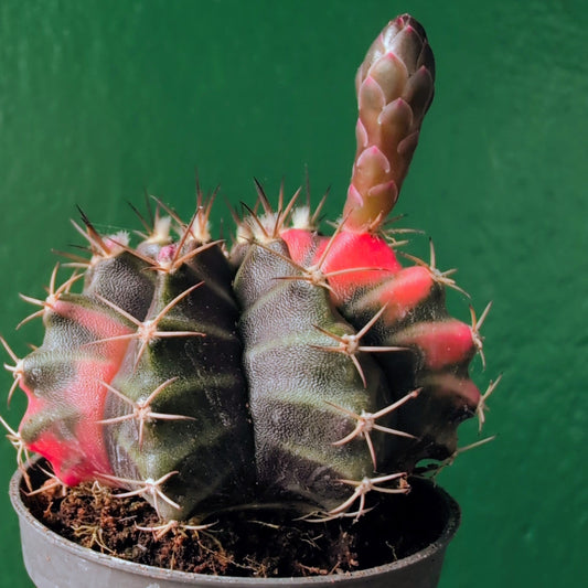 Gymnocalycium mihanovichii variegata 'Japan' (Moon cactus)