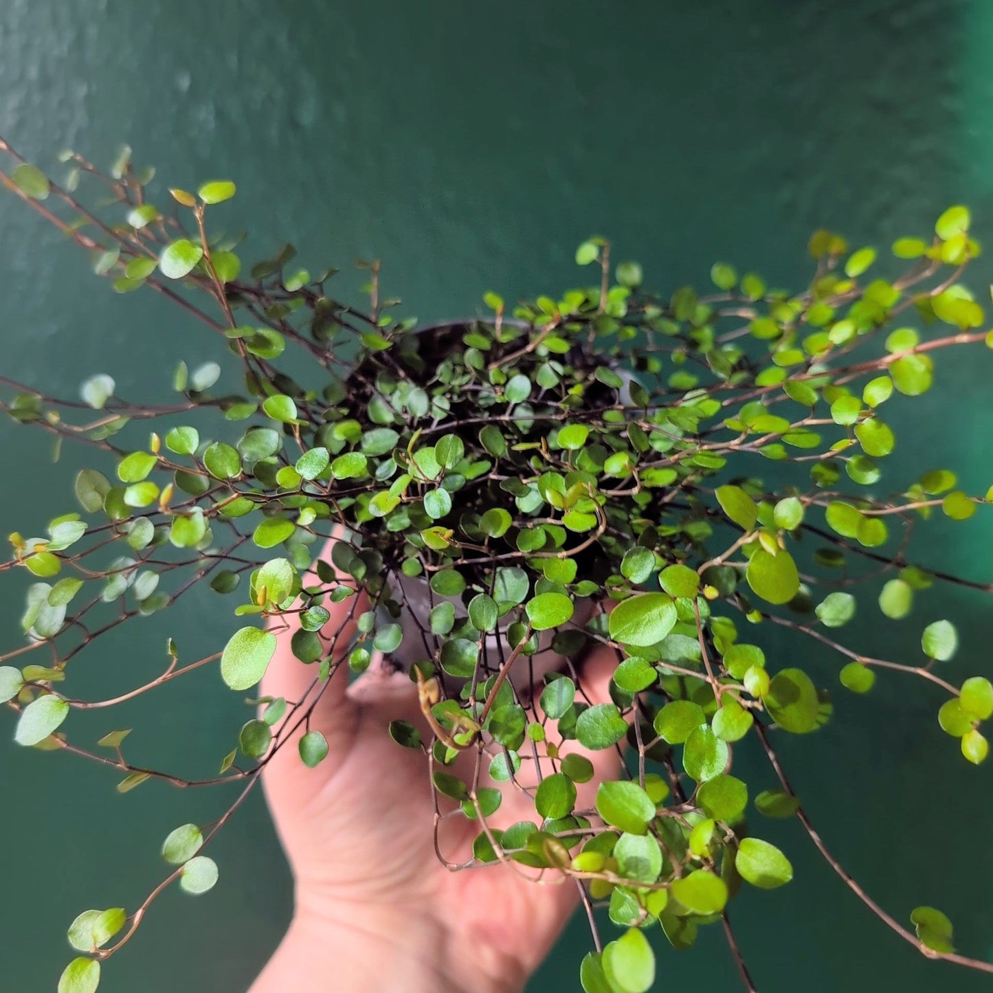 Muehlenbeckia complexa 'Maori' (New Zealand Wire Vine)