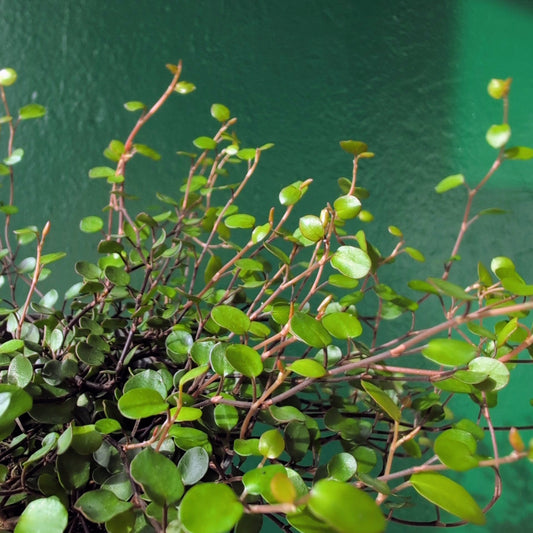 Muehlenbeckia complexa 'Maori' (New Zealand Wire Vine)