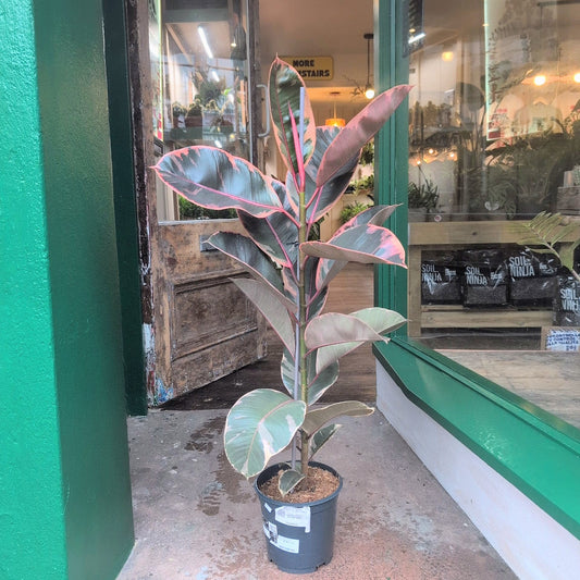Ficus elastica (Rubber Plant) -6 varieties available