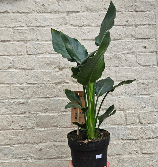Strelitzia reginae (Orange Bird of Paradise) - Various sizes available