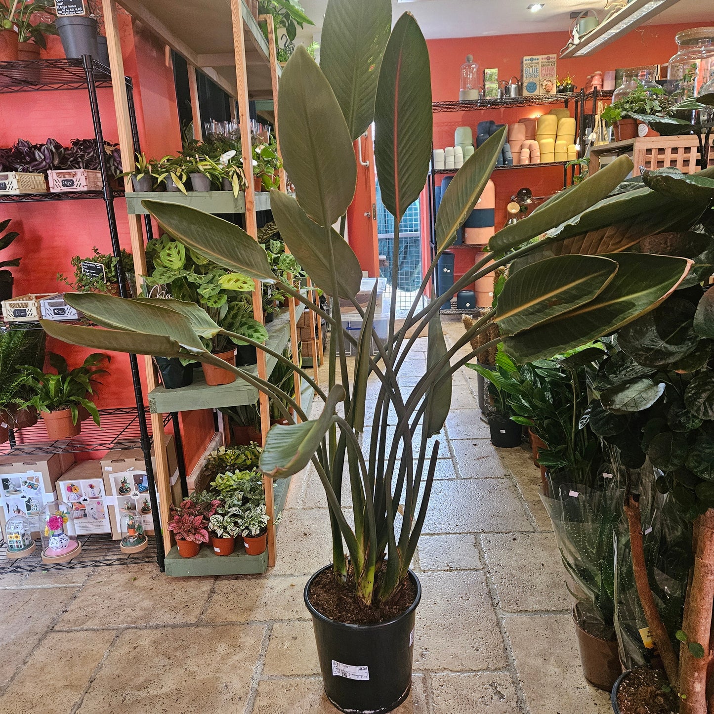 Strelitzia reginae (Orange Bird of Paradise) - Various sizes available