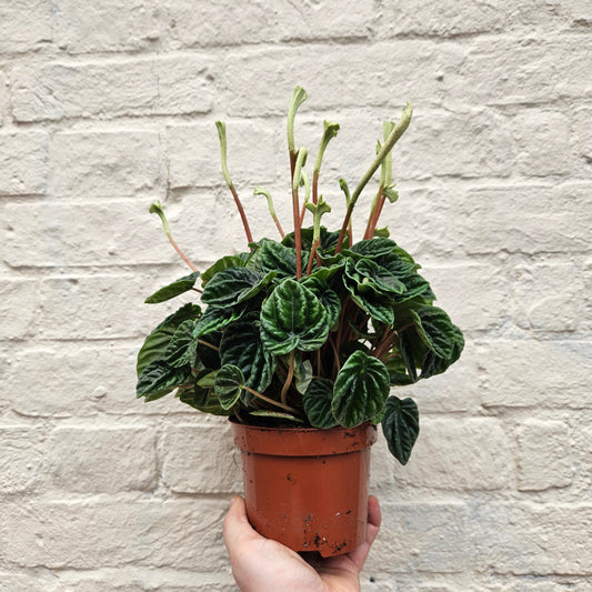 Peperomia caperata 'Lilian' (Radiator Plant)