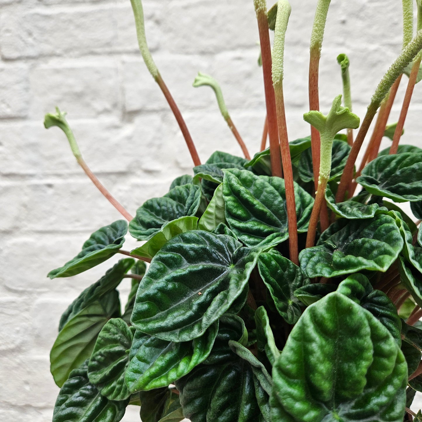 Peperomia caperata 'Lilian' (Radiator Plant)