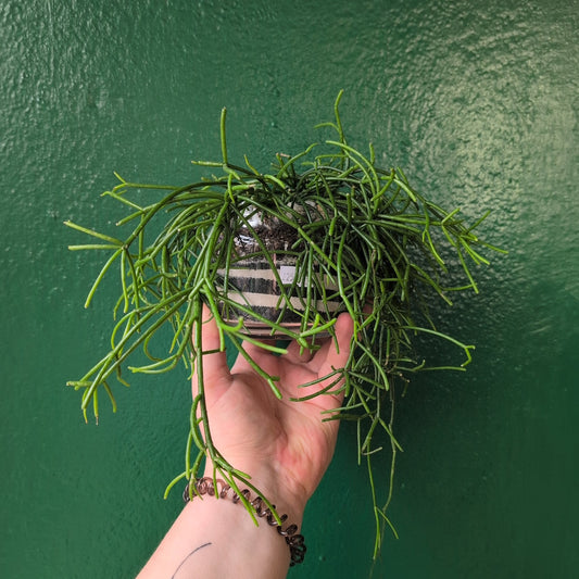 Small glass open terrarium