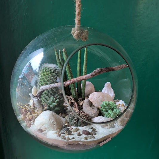 Hanging Succulent and Cacti Globe Open Terrarium