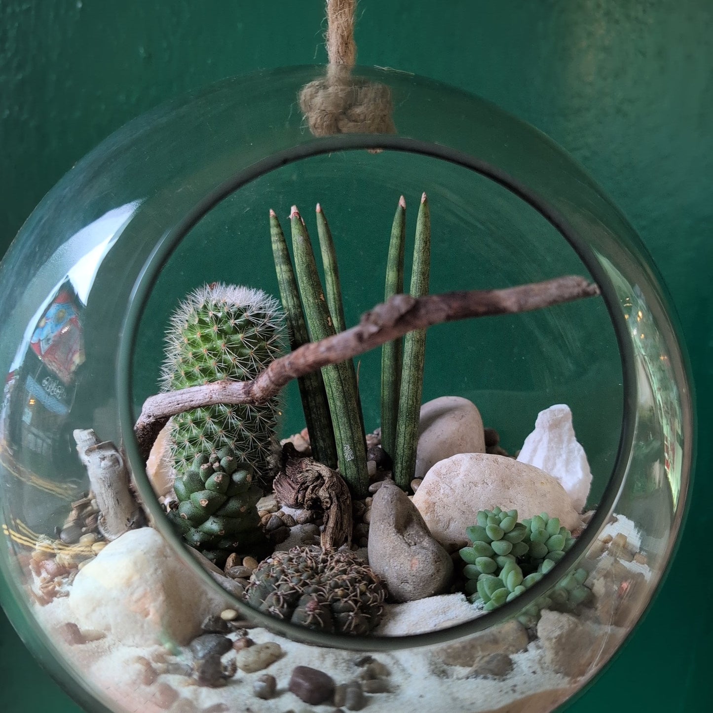 Hanging Succulent and Cacti Globe Open Terrarium