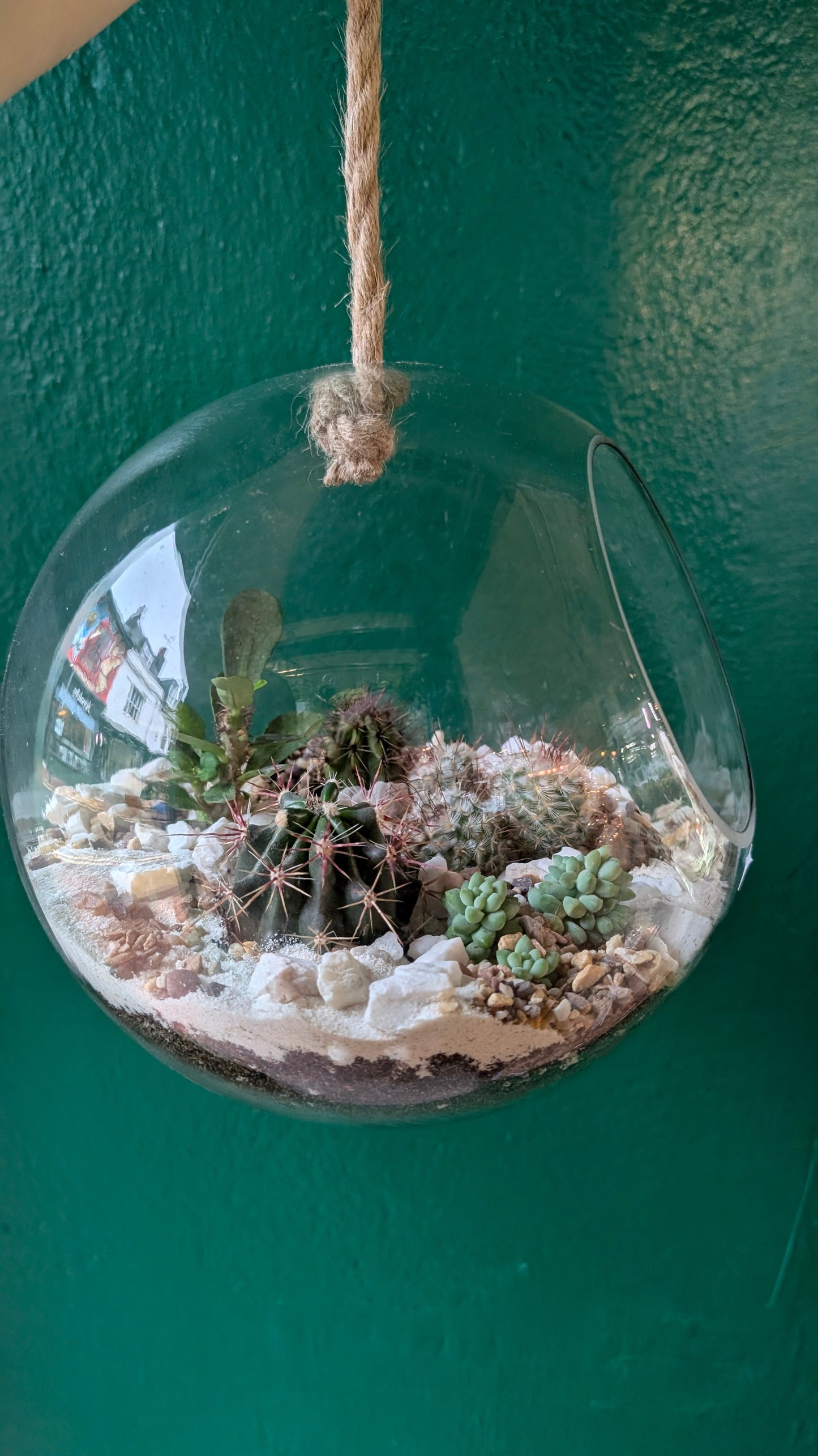 Hanging Succulent and Cacti Globe Open Terrarium