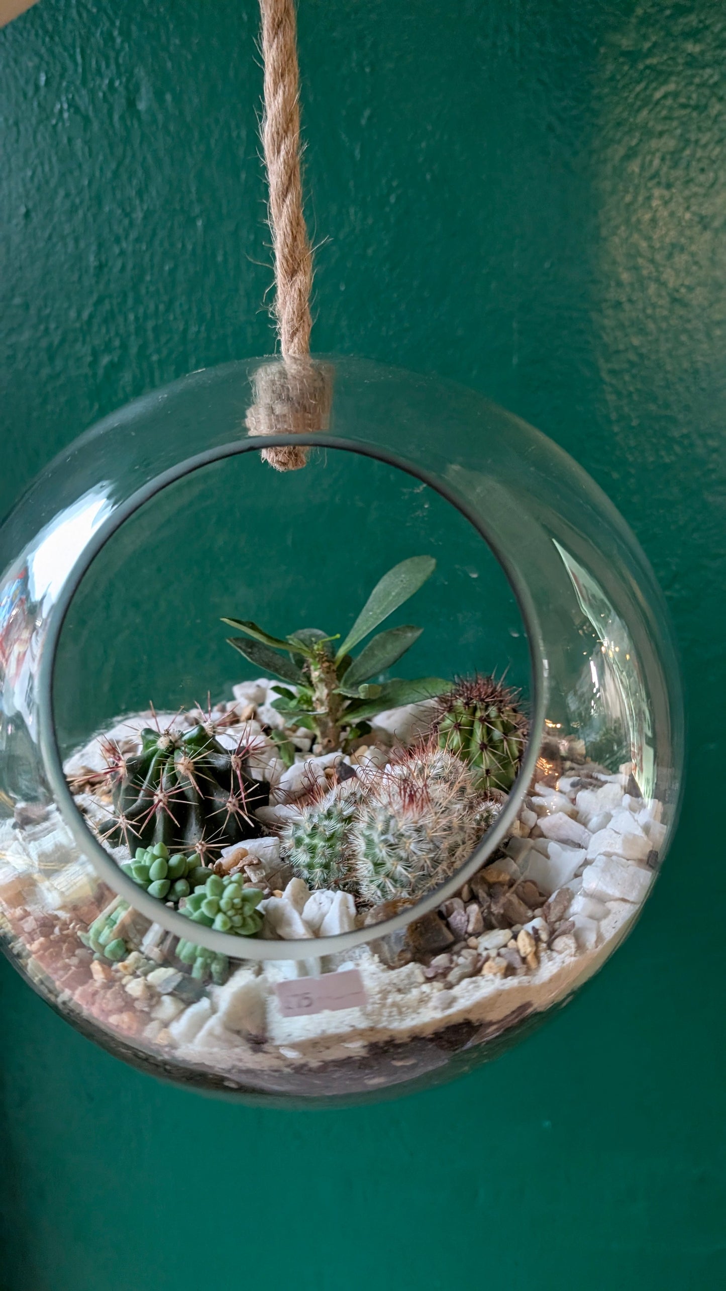 Hanging Succulent and Cacti Globe Open Terrarium