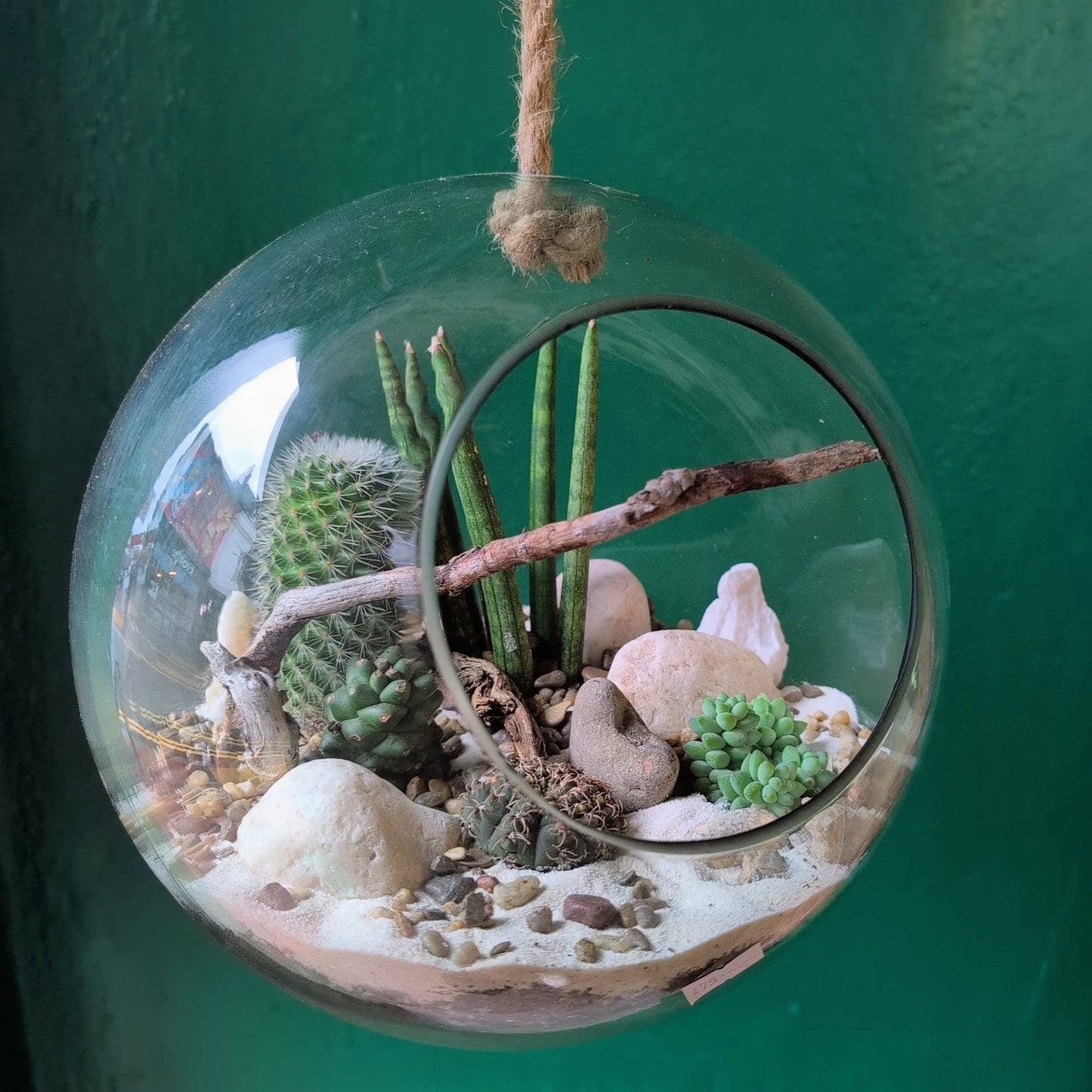 Hanging Succulent and Cacti Globe Open Terrarium