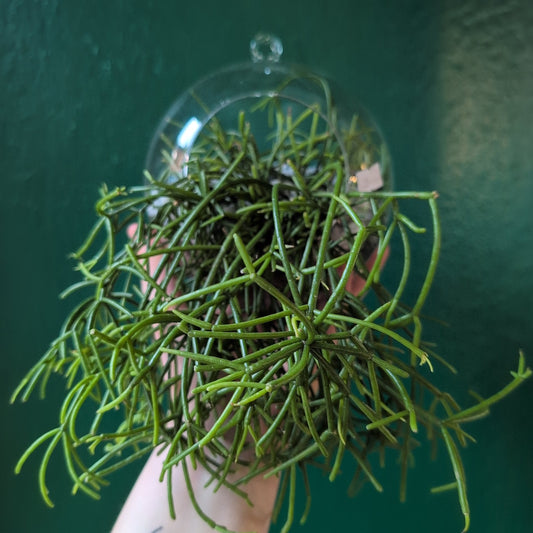 Small Hanging Globe Open Terrarium