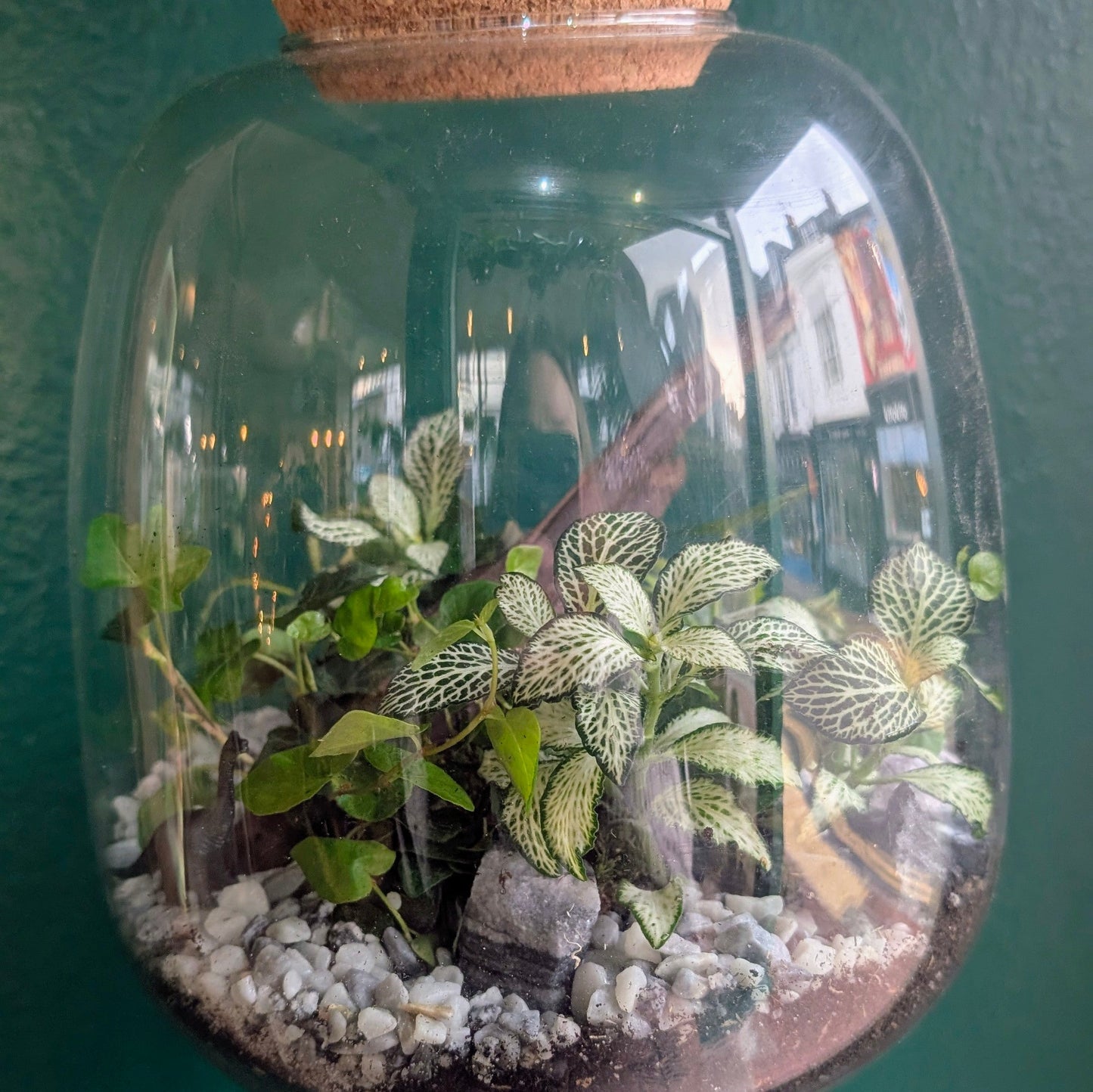 Medium Egg shaped terrarium