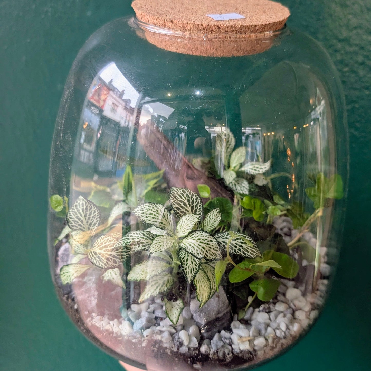 Medium Egg shaped terrarium