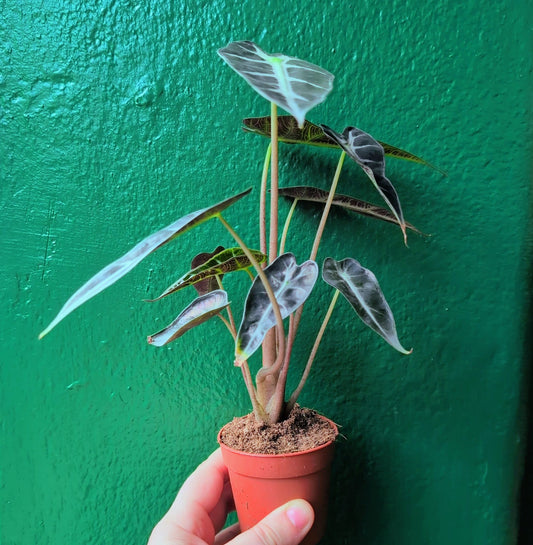 Alocasia amazonica 'Polly'