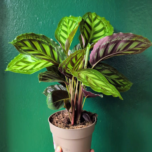 Calathea Veitchiana 'Flamestar' (Prayer Plant)