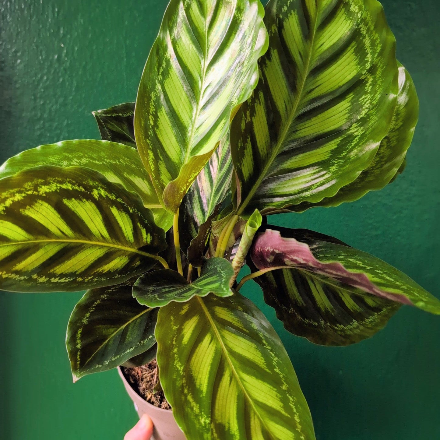 Calathea Veitchiana 'Flamestar' (Prayer Plant)