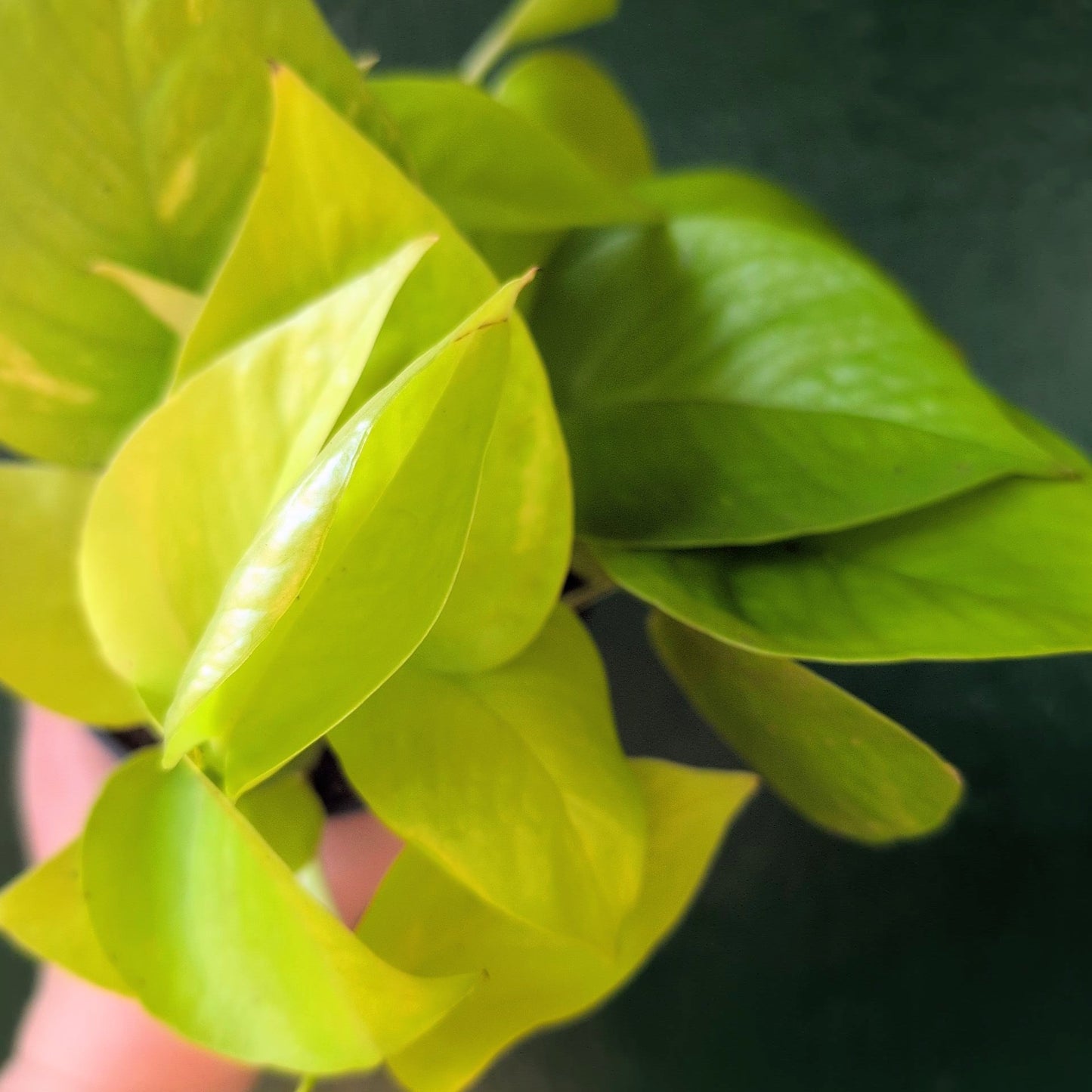 Epipremnum Aureum 'Neon' (Neon Pothos/ Devils Ivy)