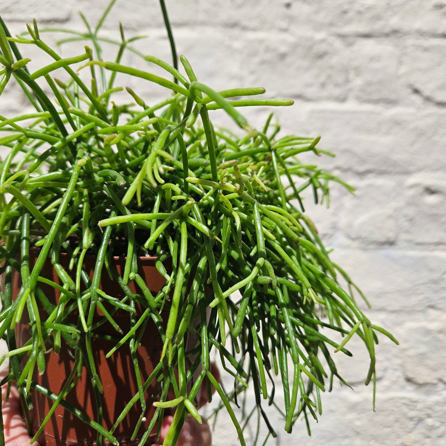 Rhipsalis baccifera 'Oasis' (Mistletoe Cactus)