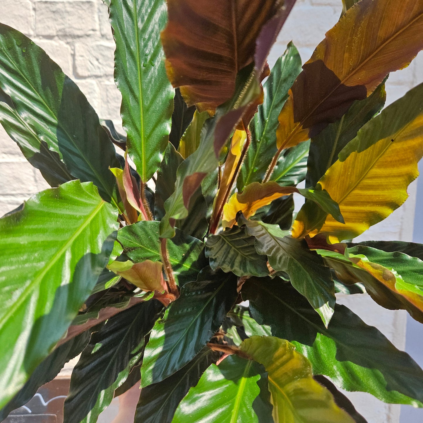 Calathea rufibarba (Velvet Calathea)