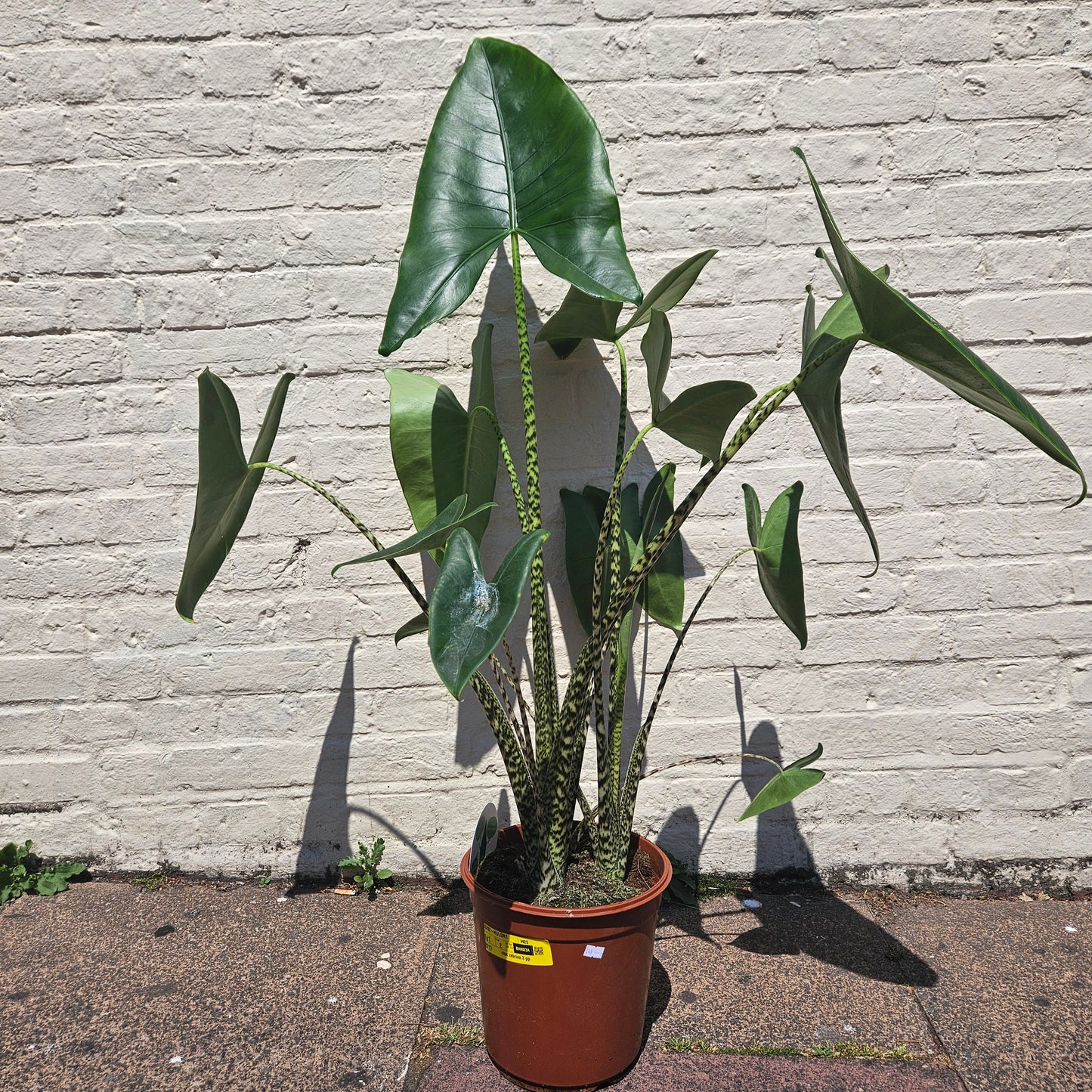 Alocasia zebrina
