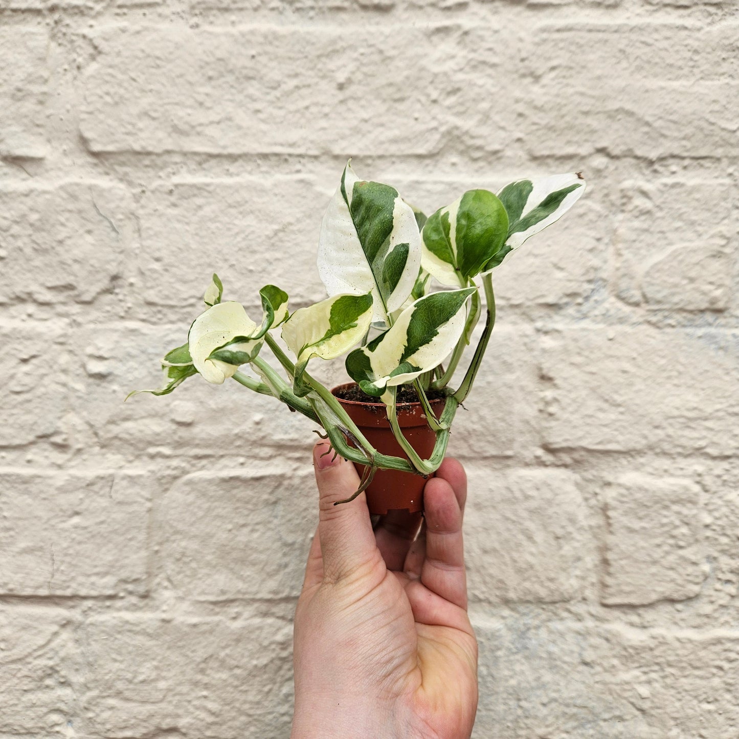Epipremnum aureum 'N joy' (Pothos)