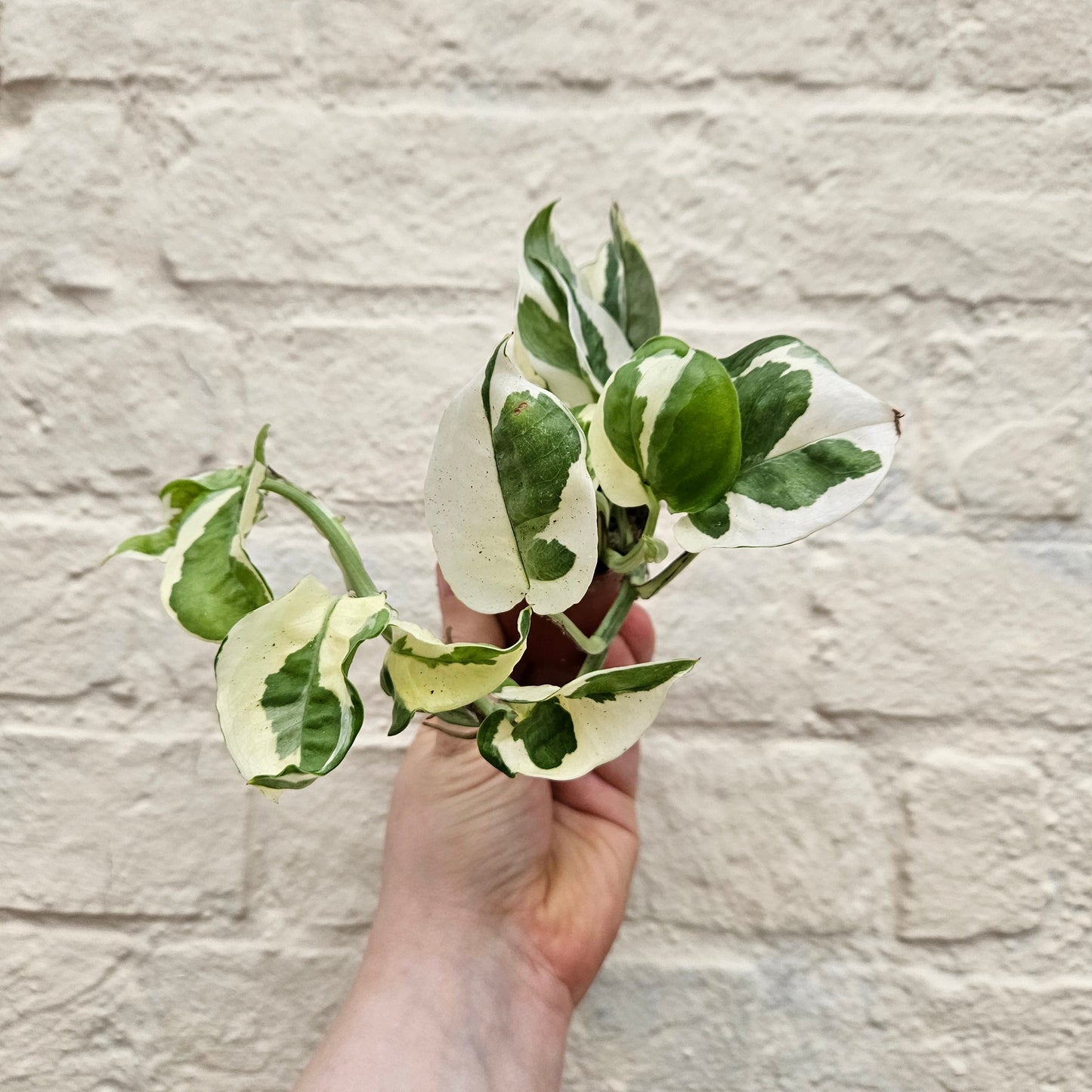 Epipremnum aureum 'N joy' (Pothos)