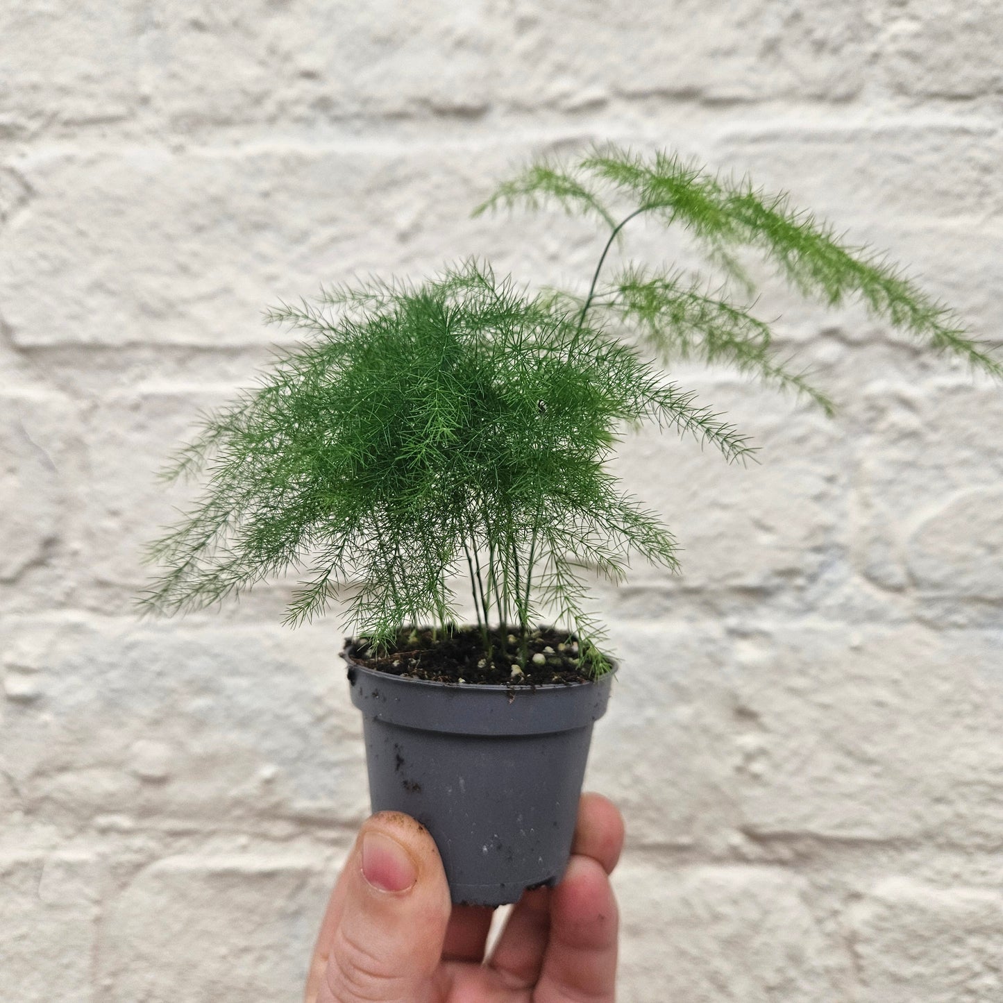 Asparagus setaceus (Asparagus fern)